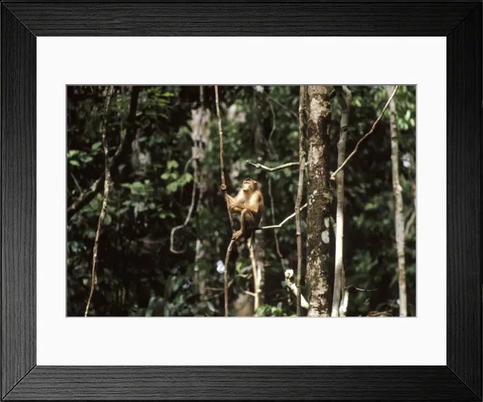 Framed Print : Pig-tailed Macaque - seated on liana, Sabah, Borneo, Malaysia, India, China, SE Asia, Sumatra JPF30161