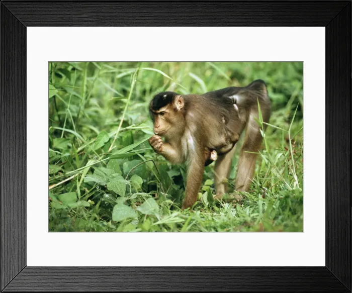 Framed Print : Pig-tailed Macaque - with young clinging to stomach, Sabah, Borneo, Malaysia JPF30071 Framed Print : Pig-tailed Macaque - with young clinging to stomach, Sabah, Borneo, Malaysia JPF30071