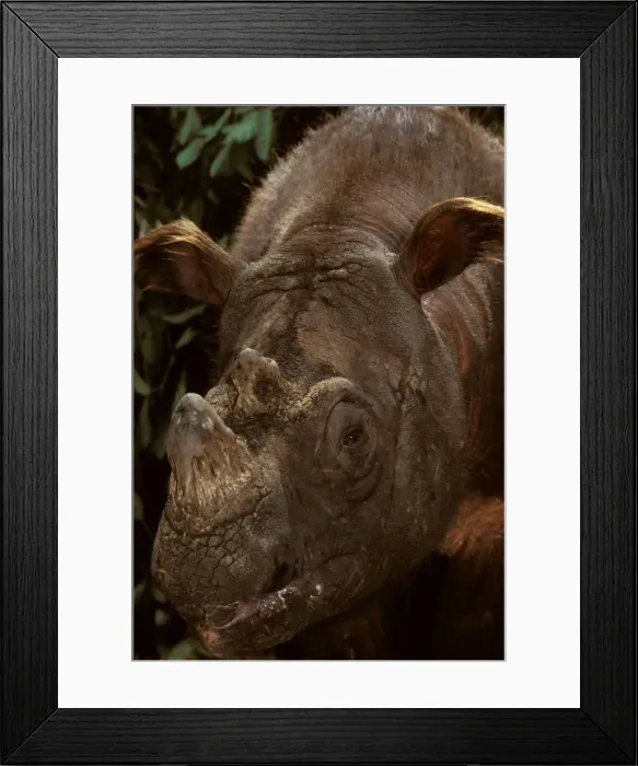 Framed Print : Sumatran Rhinoceros / Asian two-horned rhinoceros - critically endangered species, Sabah, Borneo, Malaysia JPF30032 Framed Print : Sumatran Rhinoceros / Asian two-horned rhinoceros - critically endangered species, Sabah, Borneo, Malaysia JPF30032