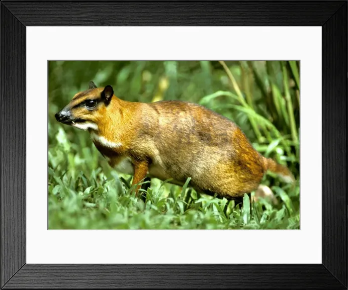 Framed Print : Greater mouse-deer - a nocturnal species. Sabah, Borneo, Malaysia JPF30022 Framed Print : Greater mouse-deer - a nocturnal species. Sabah, Borneo, Malaysia JPF30022