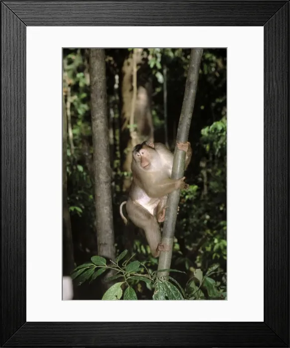 Framed Print : Pig-tailed Macaque - Male in tree, Sabah, Borneo, Malaysia JPF29664 Framed Print : Pig-tailed Macaque - Male in tree, Sabah, Borneo, Malaysia JPF29664