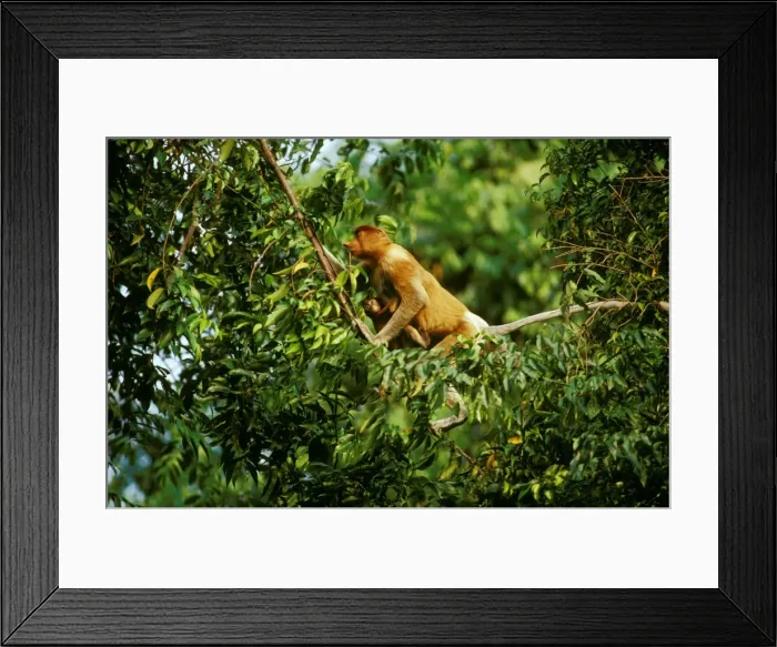 Framed Print : Proboscis Monkey (Nasalis larvatus) female & infant in tree, Kinabatangan River, Sabah, Borneo, Malaysia JPF30260 Framed Print : Proboscis Monkey (Nasalis larvatus) female & infant in tree, Kinabatangan River, Sabah, Borneo, Malaysia JPF30260