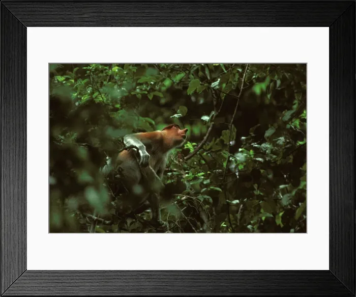 Framed Print : Proboscis Monkey (Nasalis larvatus) male, Kinabatangan River, Sabah, Borneo, Malaysia JPF30257 Framed Print : Proboscis Monkey (Nasalis larvatus) male, Kinabatangan River, Sabah, Borneo, Malaysia JPF30257