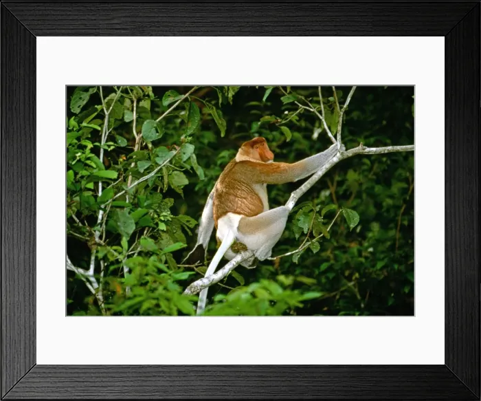 Framed Print : Proboscis Monkey - Adult male, Kinabatangan River, Sabah, Borneo, Malaysia JPF30256 Framed Print : Proboscis Monkey - Adult male, Kinabatangan River, Sabah, Borneo, Malaysia JPF30256