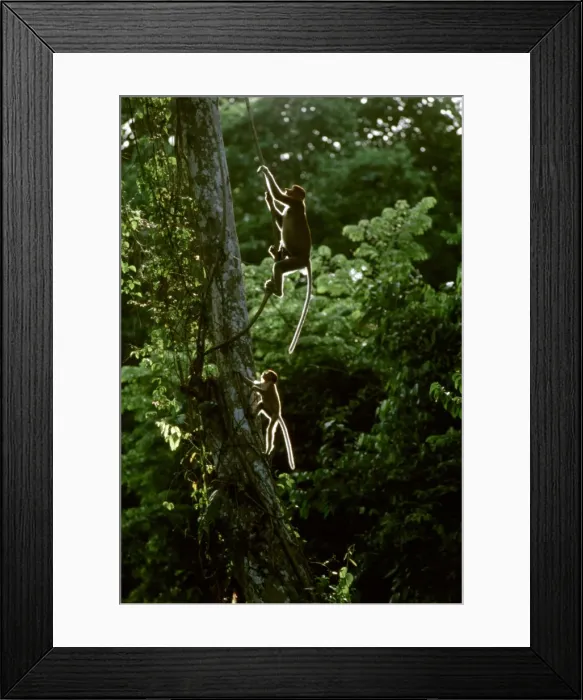 Framed Print : Proboscis Monkey - swimging from vine, Kinabatangan River, Sabah, Borneo, Malaysia JPF30275 Framed Print : Proboscis Monkey - swimging from vine, Kinabatangan River, Sabah, Borneo, Malaysia JPF30275