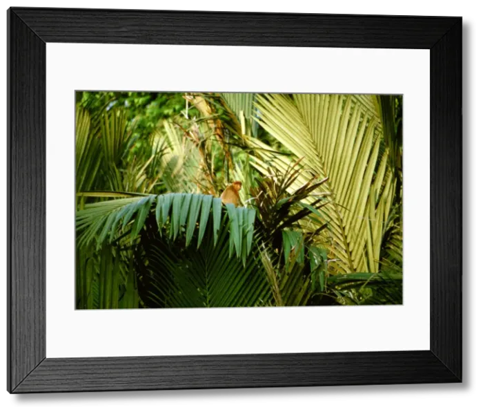 Framed Print : Proboscis Monkey (Nasalis larvatus) in Nypa palm / mangrove riverine forest, Kinabatangan River, Sabah, Borneo, Malaysia JPF30273 Framed Print : Proboscis Monkey (Nasalis larvatus) in Nypa palm / mangrove riverine forest, Kinabatangan River, Sabah, Borneo, Malaysia JPF30273