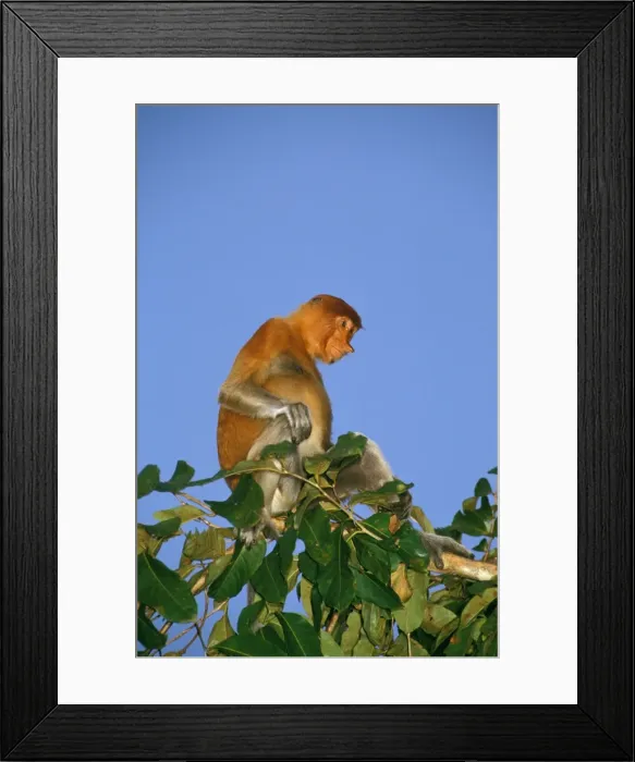 Framed Print : Proboscis Monkey (Nasalis larvatus) adult female, sunset, Kinabatangan River, Sabah, Borneo, Malaysia JPF30272 Framed Print : Proboscis Monkey (Nasalis larvatus) adult female, sunset, Kinabatangan River, Sabah, Borneo, Malaysia JPF30272