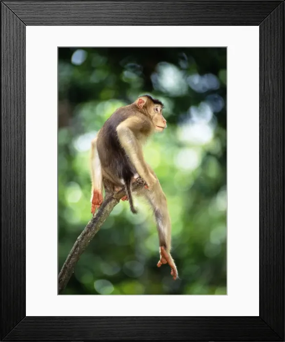 Framed Print : Pig-tailed Macaque (Macaca nemestrina nemestrina) male perched on bare branch stump, Sabah, Borneo, Malaysia, Sabah JPF30170