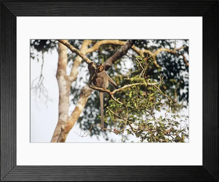 Framed Print : Hose's Langur / Grey leaf monkey - In tree - Sabah, Borneo, Malaysia JPF30007 Framed Print : Hose's Langur / Grey leaf monkey - In tree - Sabah, Borneo, Malaysia JPF30007