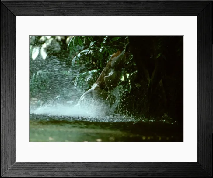 Framed Print : Proboscis Monkey (Nasalis larvatus) male grabbing branch after crossing river, Kinabatangan River, Sabah, Borneo, Malaysia JPF30287 Framed Print : Proboscis Monkey (Nasalis larvatus) male grabbing branch after crossing river, Kinabatangan River, Sabah, Borneo, Malaysia JPF30287