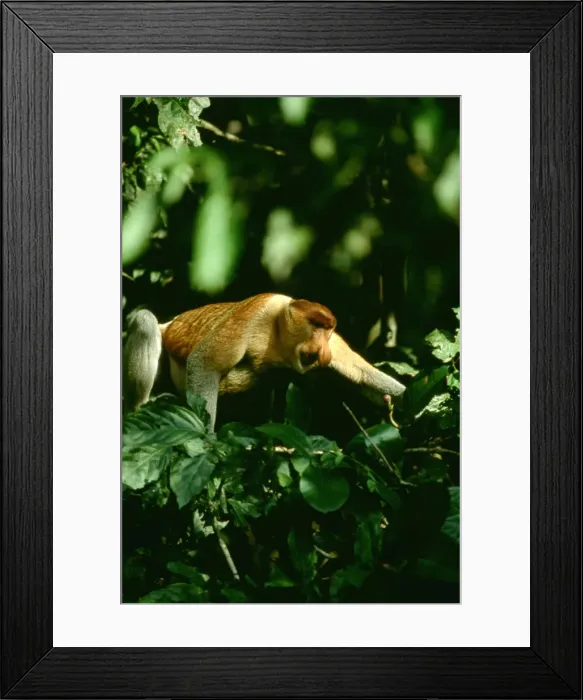 Framed Print : Proboscis Monkey (Nasalis larvatus) adult male, Kinabatangan River, Sabah, Borneo, Malaysia JPF30284 Framed Print : Proboscis Monkey (Nasalis larvatus) adult male, Kinabatangan River, Sabah, Borneo, Malaysia JPF30284