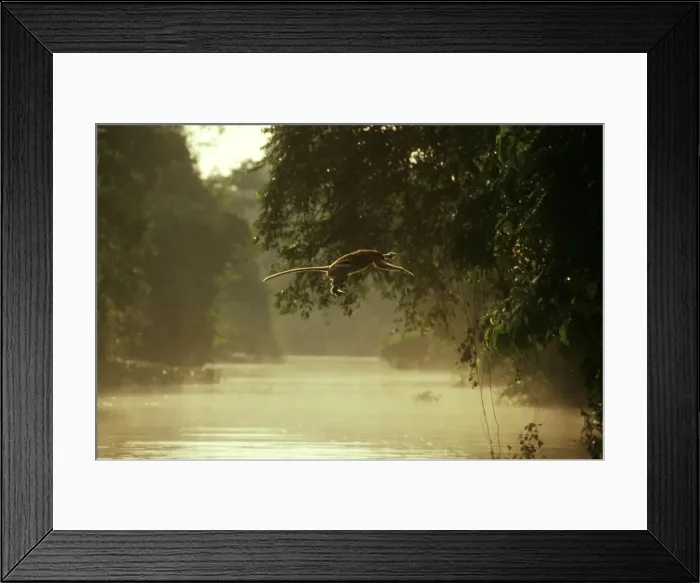 Framed Print : Proboscis Monkey (Nasalis larvatus) jumping across river, Kinabatangan River, Sabah, Borneo, Malaysia JPF30282 Framed Print : Proboscis Monkey (Nasalis larvatus) jumping across river, Kinabatangan River, Sabah, Borneo, Malaysia JPF30282