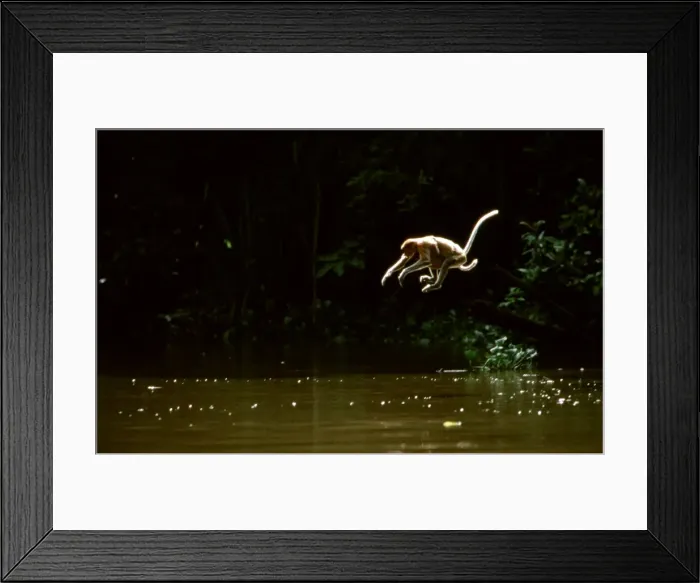Framed Print : Proboscis Monkey (Nasalis larvatus) female & young jumping off tree into river, Kinabatangan River, Sabah, Borneo, Malaysia JPF30277 Framed Print : Proboscis Monkey (Nasalis larvatus) female & young jumping off tree into river, Kinabatangan River, Sabah, Borneo, Malaysia JPF30277