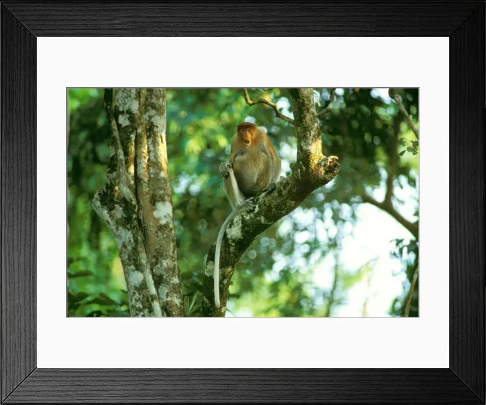 Framed Print : Proboscis Monkey (Nasalis larvatus) threat display, Kinabatangan River, Sabah, Borneo, Malaysia JPF30318 Framed Print : Proboscis Monkey (Nasalis larvatus) threat display, Kinabatangan River, Sabah, Borneo, Malaysia JPF30318