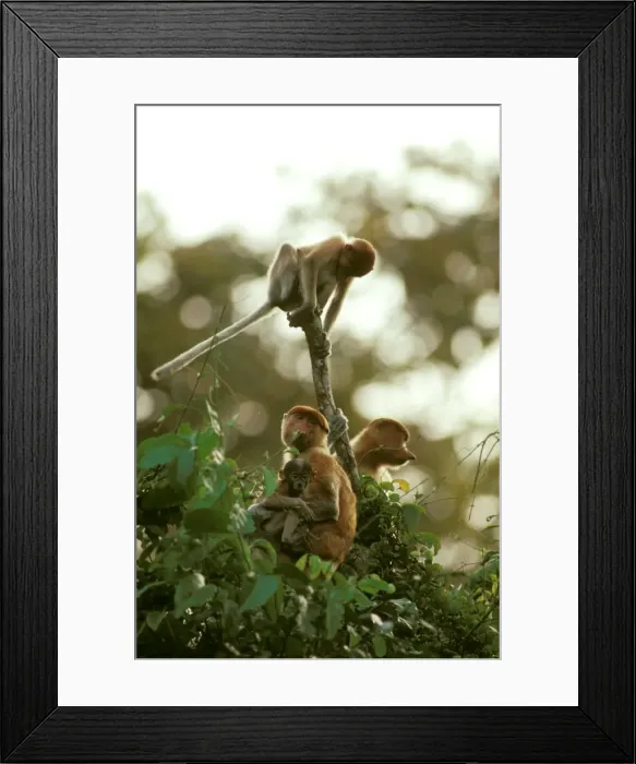 Framed Print : Proboscis Monkey (Nasalis larvatus) female and young, Kinabatangan River, Sabah, Borneo, Malaysia JPF30297 Framed Print : Proboscis Monkey (Nasalis larvatus) female and young, Kinabatangan River, Sabah, Borneo, Malaysia JPF30297