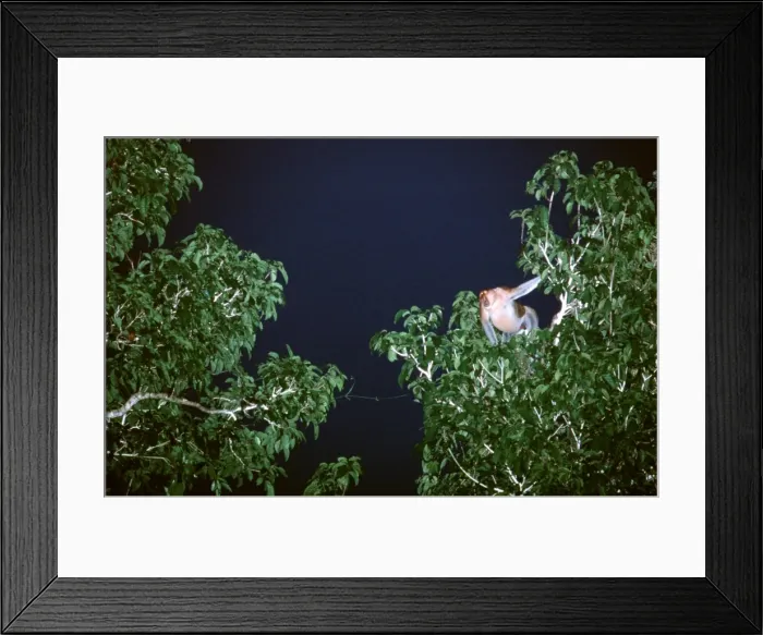 Framed Print : Proboscis Monkey (Nasalis larvatus) male, threat display towards bachelor group at night, Kinabatangan River, Sabah, Borneo, Malaysia JPF30295 Framed Print : Proboscis Monkey (Nasalis larvatus) male, threat display towards bachelor group at night, Kinabatangan River, Sabah, Borneo, Malaysia JPF30295