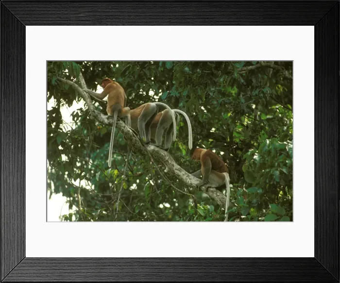 Framed Print : Proboscis Monkey (Nasalis larvatus) bachelor group threatening another group, Kinabatangan River, Sabah, Borneo, Malaysia JPF30292 Framed Print : Proboscis Monkey (Nasalis larvatus) bachelor group threatening another group, Kinabatangan River, Sabah, Borneo, Malaysia JPF30292