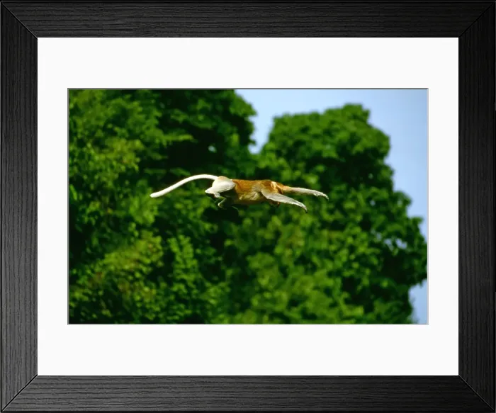 Framed Print : Proboscis Monkey (Nasalis larvatus) adult male jumping, Kinabatangan River, Sabah, Borneo, Malaysia JPF30289 Framed Print : Proboscis Monkey (Nasalis larvatus) adult male jumping, Kinabatangan River, Sabah, Borneo, Malaysia JPF30289