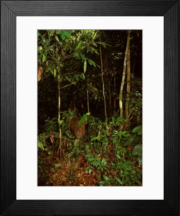 Framed Print : Sumatran Rhinoceros - critically endangered species, Sabah, Borneo, Malaysia, Sabah, Borneo JPF30359 Framed Print : Sumatran Rhinoceros - critically endangered species, Sabah, Borneo, Malaysia, Sabah, Borneo JPF30359