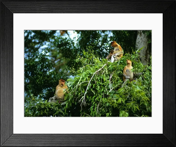 Framed Print : Proboscis Monkey (Nasalis larvatus) family group feeding, Kinabatangan River, Sabah, Borneo, Malaysia JPF30336 Framed Print : Proboscis Monkey (Nasalis larvatus) family group feeding, Kinabatangan River, Sabah, Borneo, Malaysia JPF30336