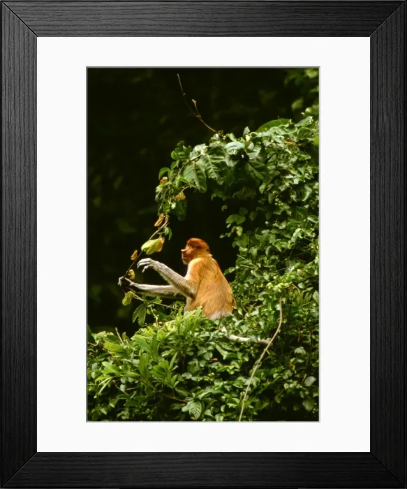 Framed Print : Proboscis Monkey (Nasalis larvatus) female feeding on a vine, Kinabatangan River, Sabah, Borneo, Malaysia JPF30269 Framed Print : Proboscis Monkey (Nasalis larvatus) female feeding on a vine, Kinabatangan River, Sabah, Borneo, Malaysia JPF30269