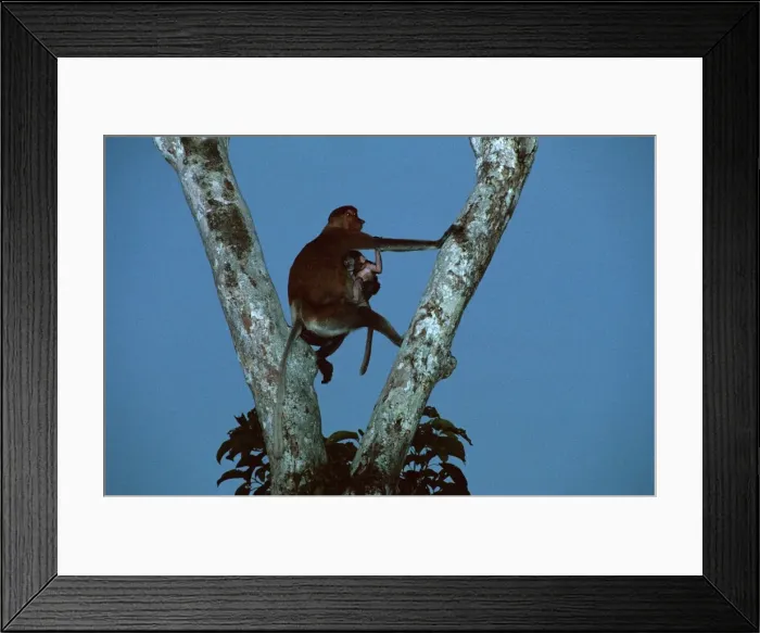 Framed Print : Proboscis Monkey (Nasalis larvatus) female & infant at nightfall - Kinabatangan River, Sabah, Borneo, Malaysia JPF30267 Framed Print : Proboscis Monkey (Nasalis larvatus) female & infant at nightfall - Kinabatangan River, Sabah, Borneo, Malaysia JPF30267