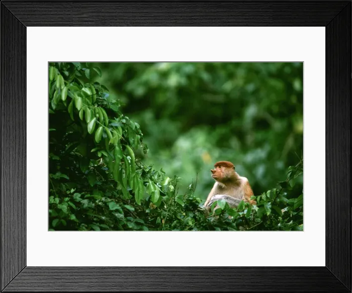 Framed Print : Proboscis Monkey (Nasalis larvatus) in tree, Kinabatangan River, Sabah, Borneo, Malaysia JPF30366 Framed Print : Proboscis Monkey (Nasalis larvatus) in tree, Kinabatangan River, Sabah, Borneo, Malaysia JPF30366