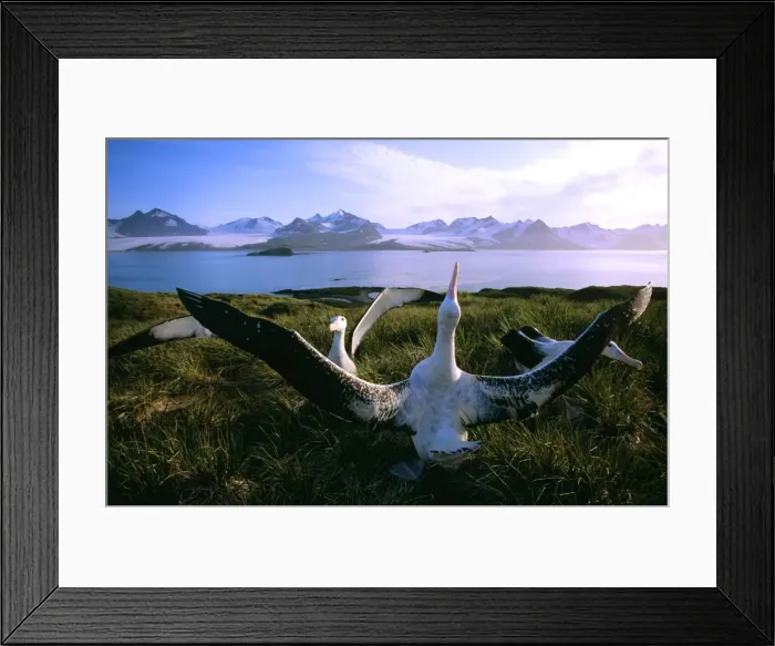 Framed Print : Wandering Albatross - courtship display, Albatross Island, South Georgia, Antarctica, Islands in the southern ocean JPF30628