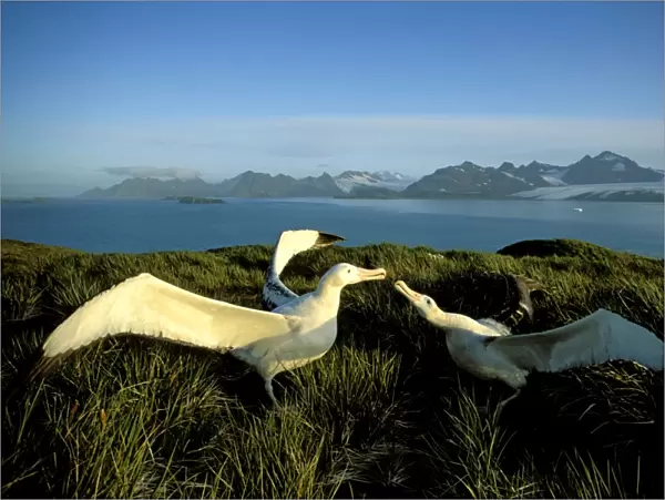 Wandering albatross (Diomedea exulans) courtship display, Albatross Island, South Georgia, Antarctica, Islands in the southern ocean, February JPF30622
