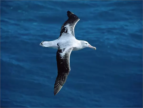 Wandering Albatross - In flight, Antarctic region, Islands in the southern ocean JPF30690