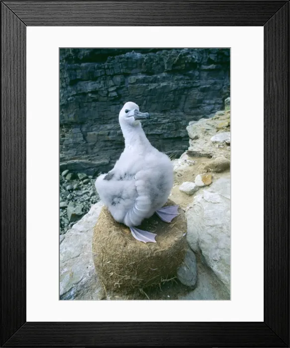 Framed Print : Black-browed Albatross - Chick on nest, Falkland Islands, South Atlantic, Islands in southern oceans, January JPF30914 Framed Print : Black-browed Albatross - Chick on nest, Falkland Islands, South Atlantic, Islands in southern oceans, January JPF30914