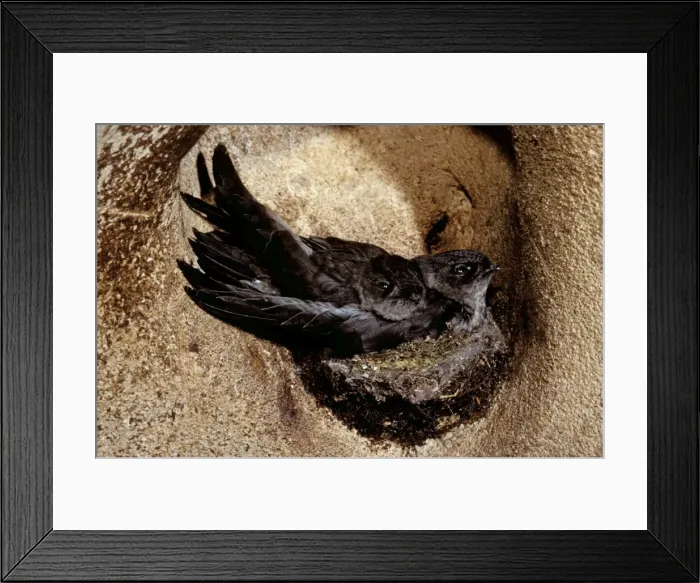 Framed Print : Black-nest Swiftlet - in cave, Borneo, Malaysia, southern Asia to western Philippines JPF30735 Framed Print : Black-nest Swiftlet - in cave, Borneo, Malaysia, southern Asia to western Philippines JPF30735