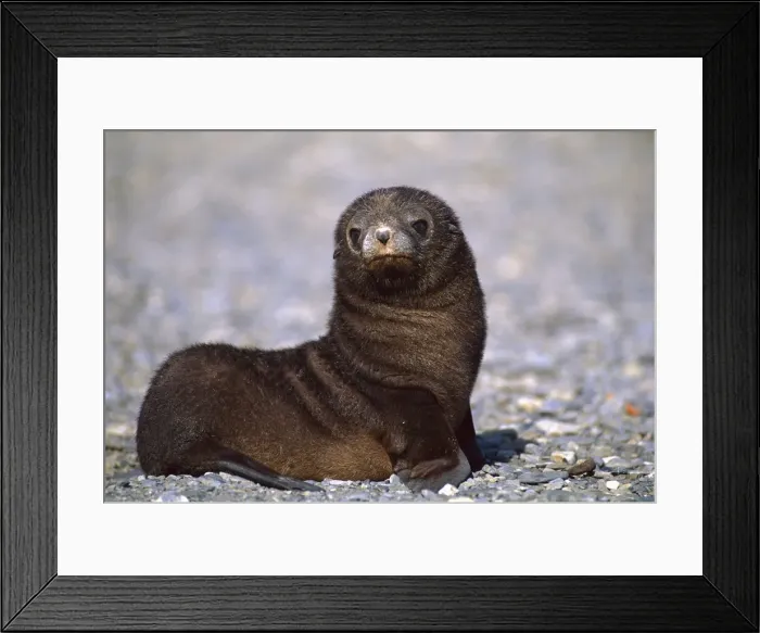 Framed Print : Antarctic Fur Seal - pup, Saunders Island, South Sandwich Islands, Antarctica, January 1992 JPF30758 Framed Print : Antarctic Fur Seal - pup, Saunders Island, South Sandwich Islands, Antarctica, January 1992 JPF30758