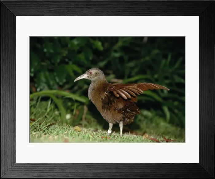 Framed Print : Lord Howe Rail - Lord Howe Island, New South Wales, Australia, endemic to Lord Howe Island JPF32701 Framed Print : Lord Howe Rail - Lord Howe Island, New South Wales, Australia, endemic to Lord Howe Island JPF32701