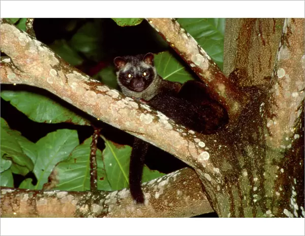 Common Palm Civet - In tree, Sabah, Borneo, Malaysia, from India to Indonesia JPF33139