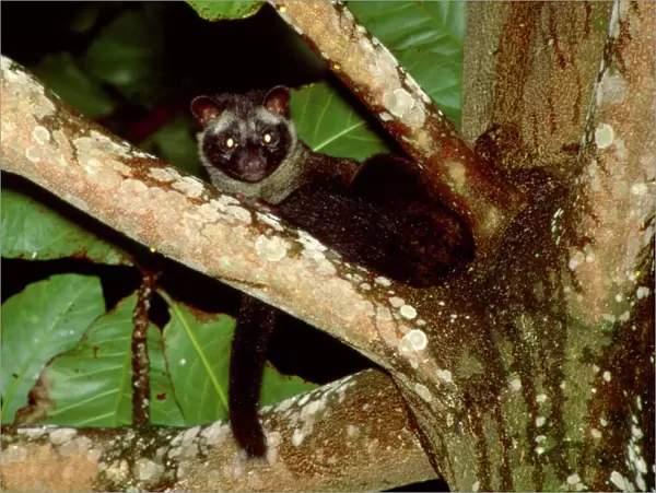 Common Palm Civet - In tree, Sabah, Borneo, Malaysia, from India to Indonesia JPF33139