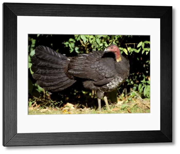 Framed Print : Australian Brush-Turkey - Queensland, Australia JPF32423 Framed Print : Australian Brush-Turkey - Queensland, Australia JPF32423