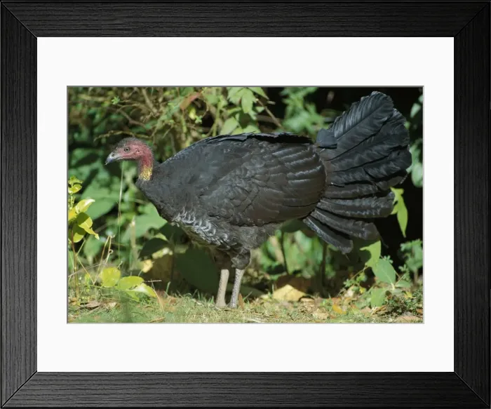 Framed Print : Australian Brush-Turkey - New South Wales, Australia, Rainforest & dense wet sclerophyl forest from Cooktown to Manning River, New South Wales, Australia JPF32421 Framed Print : Australian Brush-Turkey - New South Wales, Australia, Rainforest & dense wet sclerophyl forest from Cooktown to Manning River, New South Wales, Australia JPF32421