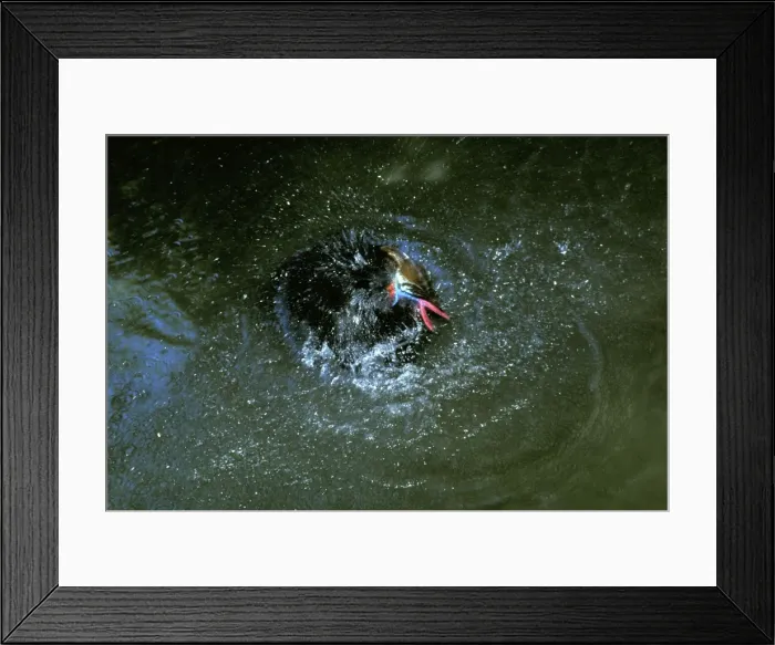 Framed Print : Southern Cassowary - bathing. An endangered species due to loss of habitat. Tropical rainforest, Nth Queensland, Australia, Australia, New Guinea JPF33860 Framed Print : Southern Cassowary - bathing. An endangered species due to loss of habitat. Tropical rainforest, Nth Queensland, Australia, Australia, New Guinea JPF33860