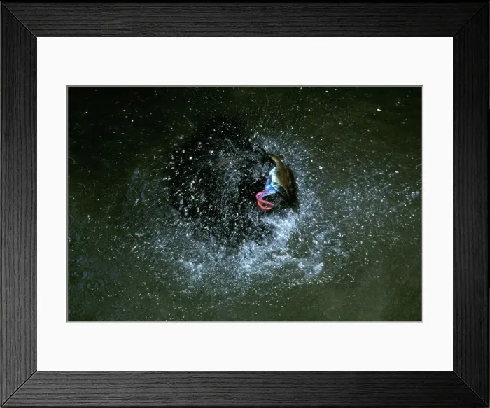 Framed Print : Southern Cassowary (Casuarius casuarius) bathing. An endangered species due to loss of habitat. Australia, Australia, New Guinea JPF33861 Framed Print : Southern Cassowary (Casuarius casuarius) bathing. An endangered species due to loss of habitat. Australia, Australia, New Guinea JPF33861