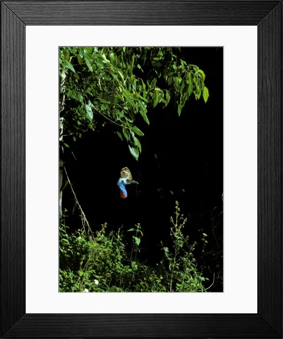 Framed Print : Southern Cassowary (Casuarius casuarius) only casque showing in deep rainforest shade. An endangered species due to loss of habitat. North Queensland, Australia, Australia, New Guinea JPF33853 Framed Print : Southern Cassowary (Casuarius casuarius) only casque showing in deep rainforest shade. An endangered species due to loss of habitat. North Queensland, Australia, Australia, New Guinea JPF33853