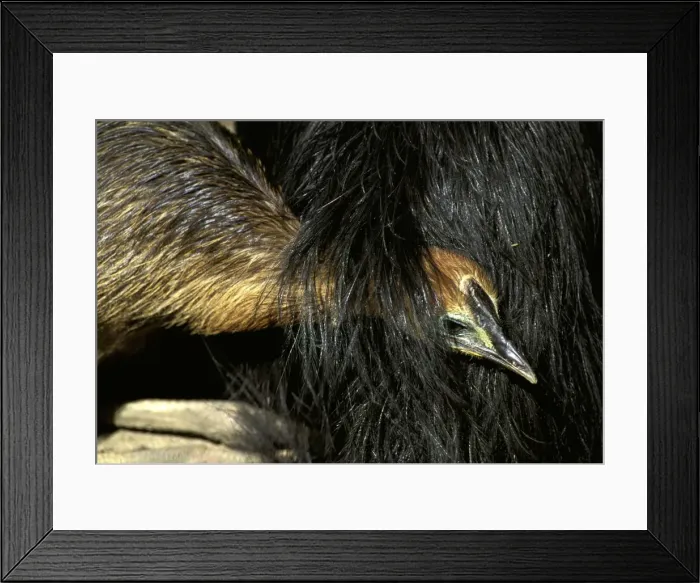 Framed Print : Southern Cassowary (Casuarius casuarius) four-month chick sheltering under father's feathers. An endangered species due to loss of habitat. North Queensland, Australia, Australia, New Guinea JPF33879 Framed Print : Southern Cassowary (Casuarius casuarius) four-month chick sheltering under father's feathers. An endangered species due to loss of habitat. North Queensland, Australia, Australia, New Guinea JPF33879