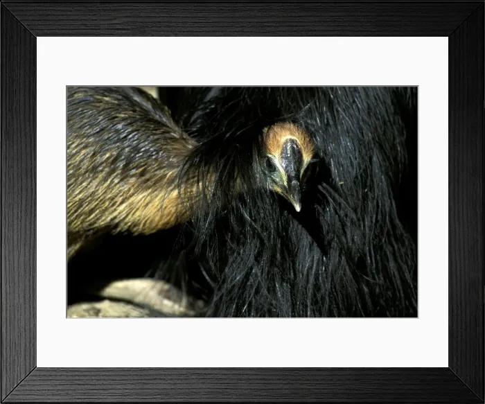 Framed Print : Southern Cassowary (Casuarius casuarius) four-month chick sheltering under father's feathers. An endangered species due to loss of habitat. North Queensland, Australia, Australia, New Guinea JPF33880 Framed Print : Southern Cassowary (Casuarius casuarius) four-month chick sheltering under father's feathers. An endangered species due to loss of habitat. North Queensland, Australia, Australia, New Guinea JPF33880