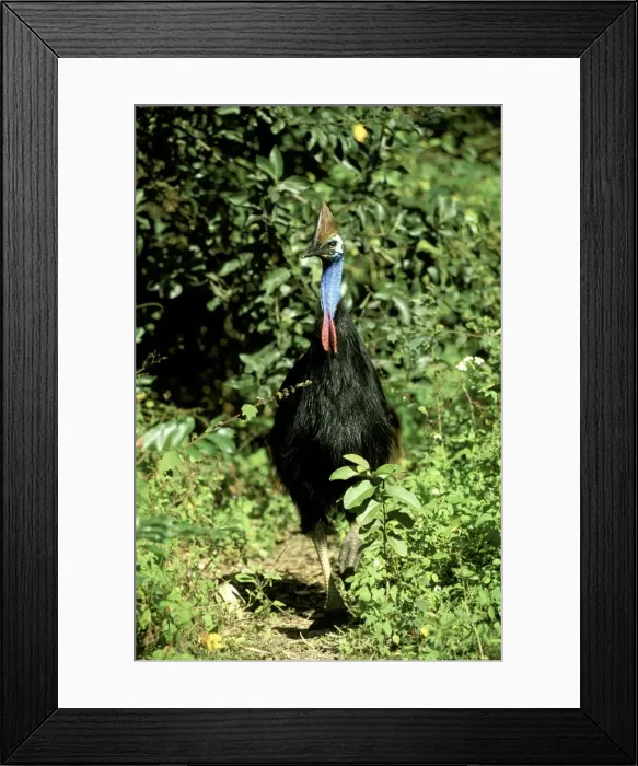 Framed Print : Southern Cassowary (Casuarius casuarius) An endangered species due to loss of habitat. North Queensland, Australia, tropical rainforest, Australia, New Guinea JPF33878 Framed Print : Southern Cassowary (Casuarius casuarius) An endangered species due to loss of habitat. North Queensland, Australia, tropical rainforest, Australia, New Guinea JPF33878