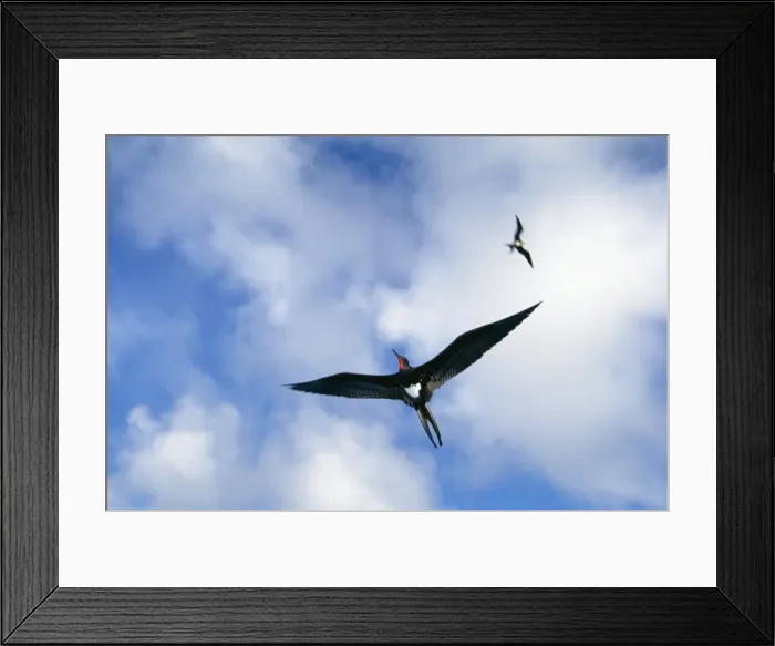 Framed Print : Christmas Island Frigatebird - In flight - Christmas Island, Indian Ocean (Australian Territory), endemic to Christmas Island JPF36390 Framed Print : Christmas Island Frigatebird - In flight - Christmas Island, Indian Ocean (Australian Territory), endemic to Christmas Island JPF36390