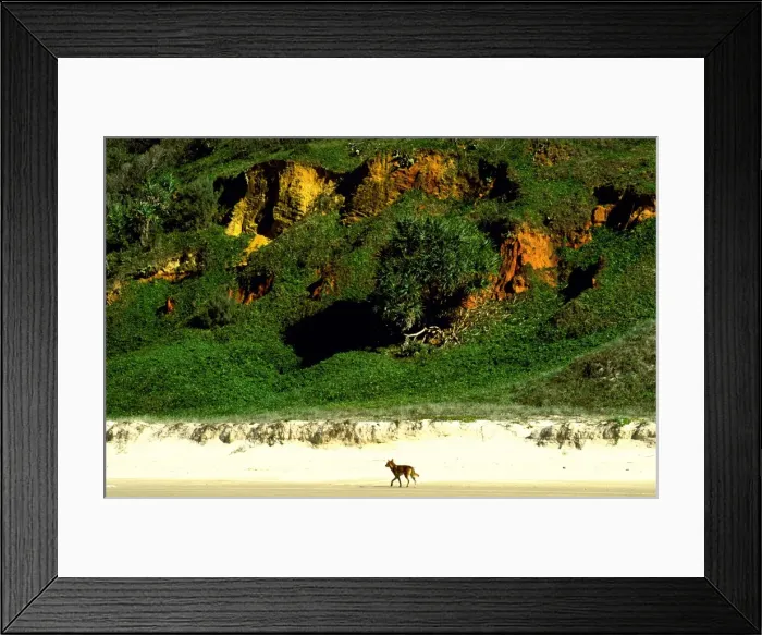 Framed Print : Dingo - Seventy Five Mile Beach, Great Sandy National Park, Fraser Island, Queensland, Australia JPF34683 Framed Print : Dingo - Seventy Five Mile Beach, Great Sandy National Park, Fraser Island, Queensland, Australia JPF34683