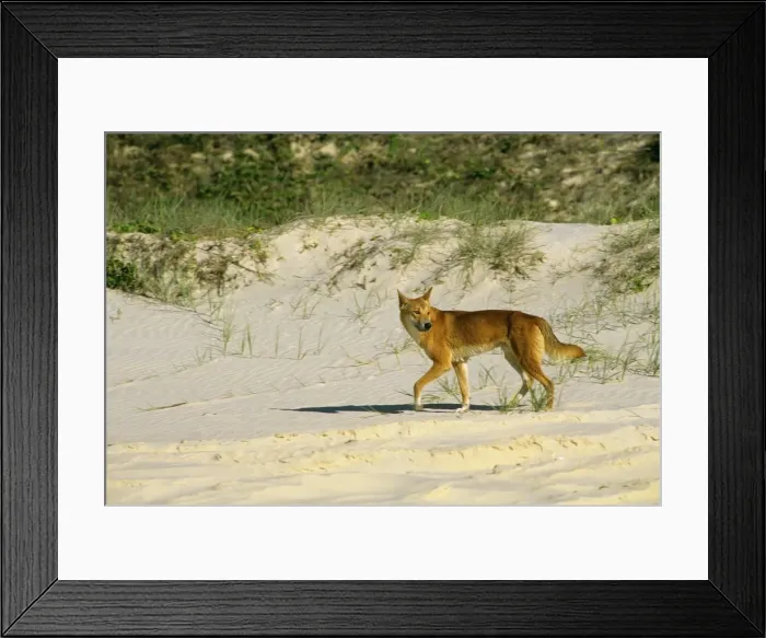 Framed Print : Dingo (Canis lupus dingo) single dog walking, Seventy Five Mile Beach, Great Sandy National Park, Fraser Island, Queensland, Australia JPF34682 Framed Print : Dingo (Canis lupus dingo) single dog walking, Seventy Five Mile Beach, Great Sandy National Park, Fraser Island, Queensland, Australia JPF34682