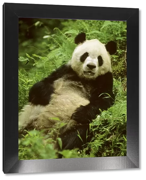 Giant Panda - Lying back in vegetation - Wolong Reserve - Sichuan - China JPF36704