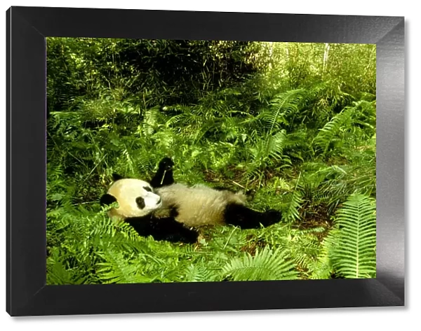 Giant Panda - Lying back in vegetation - Wolong Reserve - Sichuan - China JPF36697