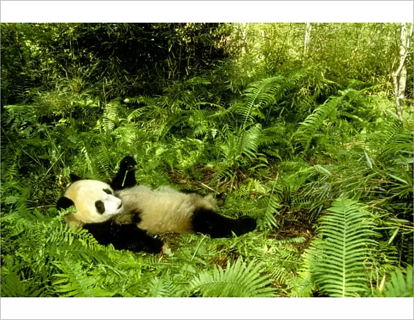 Giant Panda - Lying back in vegetation - Wolong Reserve - Sichuan - China JPF36697